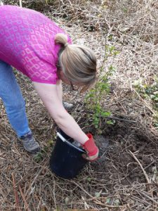helping keep the new trees healthy