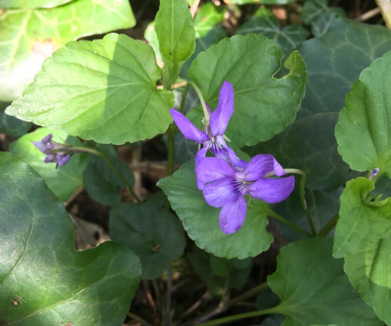 Violets at Bramblewood