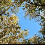 Forest School 🌿 Alternative Learning Community 🦡 Worcester, UK